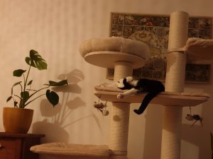 cleo-gouda-herplaatsing-poes-kattenherplaatsing (8)