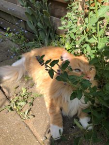 kattenherplaatsing-bugsy-kattenkruid (2)