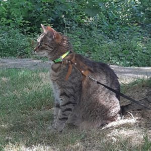 loki-nieuwe-thuis-kattenherplaatsing-tuigje