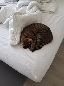 syl-kattenherplaatsing-cyperse-kat-beilen