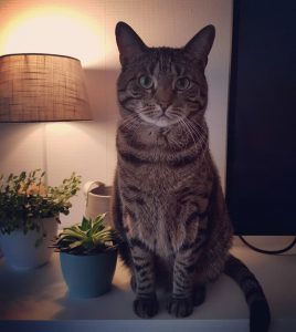 syl-kattenherplaatsing-cyperse-kat-beilen