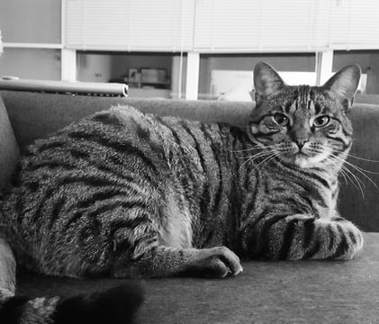 syl-kattenherplaatsing-cyperse-kat-beilen