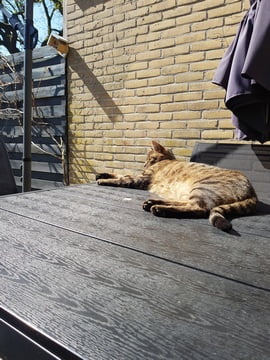 syl-kattenherplaatsing-cyperse-kat-beilen