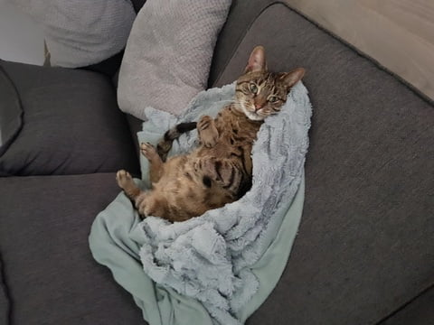 syl-kattenherplaatsing-cyperse-kat-beilen