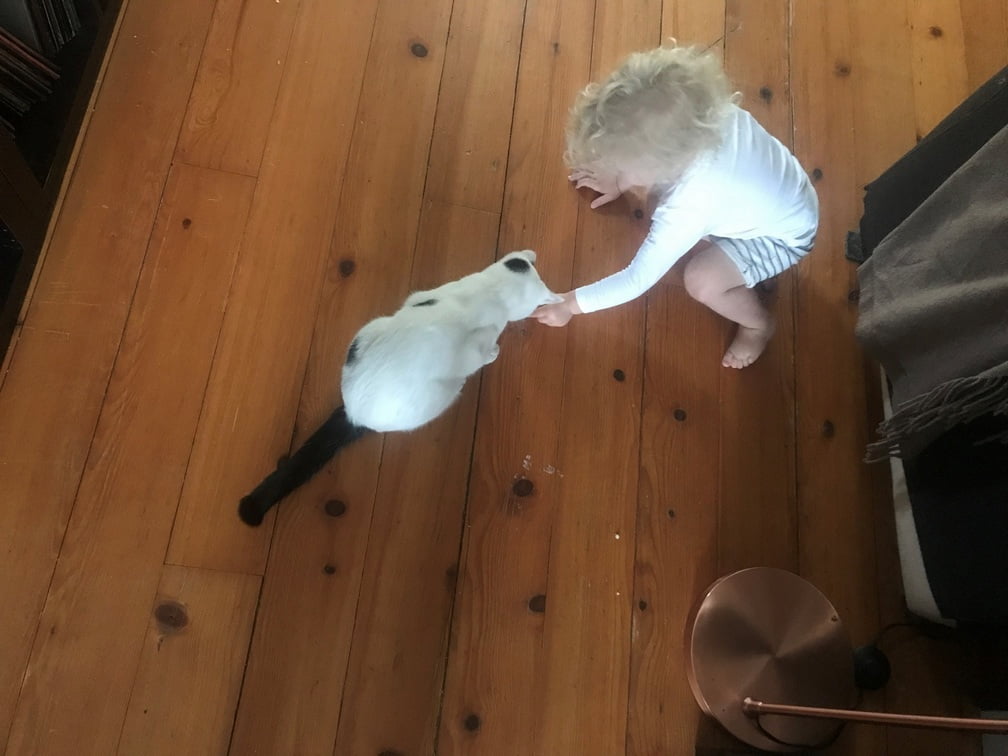 breg-nieuwe-thuis-kattenherplaatsing