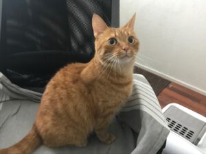 lily-en-charlie-zoeken-samen-een-thuis