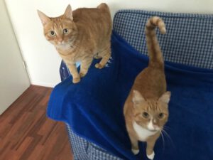 lily-en-charlie-zoeken-samen-een-thuis-nieuw-vennep