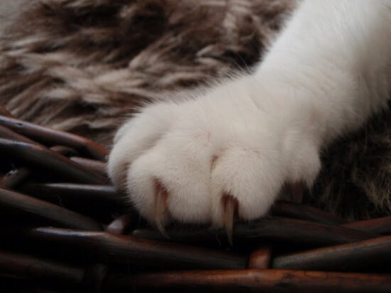 kattenvoorlichting-thomas-liggen-pootje-kat-nagels