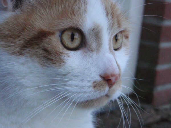 kattenvoorlichting-thomas-winterfoto-rouwproces