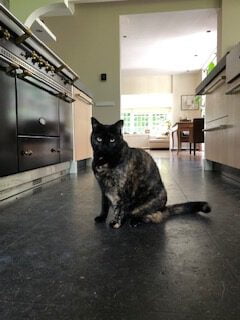 phoebe-blaricum-raskatkruising-raskattenherplaatsing (3)