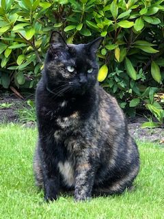 phoebe-blaricum-raskatkruising-raskattenherplaatsing (4)