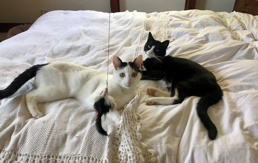 sjoerd-breg-nieuwe-thuis-kattenherplaatsing