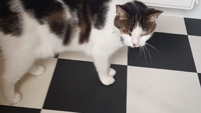 binky-kattenherplaatsing-arnhem