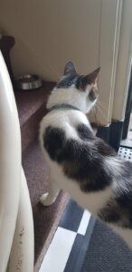 binky-kattenherplaatsing-arnhem