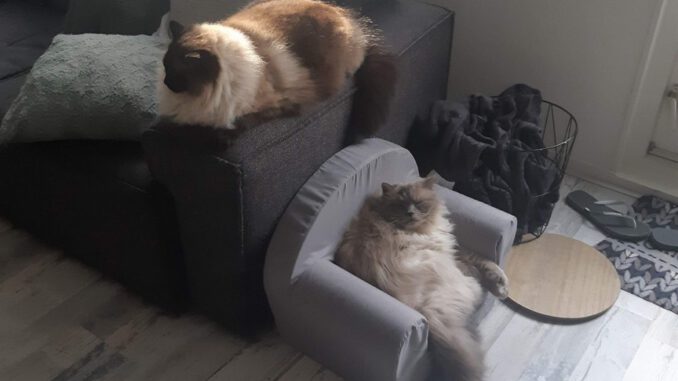 charlie-chester-ragdoll-raskattenherplaatsing-doetinchem