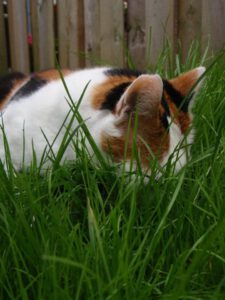 poezen-kattenvoorlichting-diverse-fotos-chloe-gras