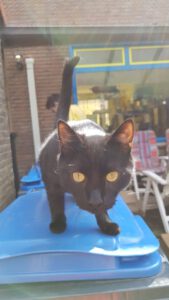 blackie-stichting-knarrekat-kattenherplaatsing-3
