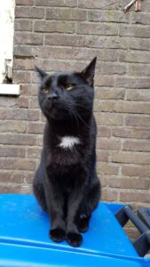 blackie-stichting-knarrekat-kattenherplaatsing-4