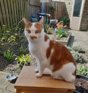 coosje-deurne-kattenherplaatsing-kat (1)