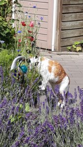 coosje-kattenherplaatsing-deurne