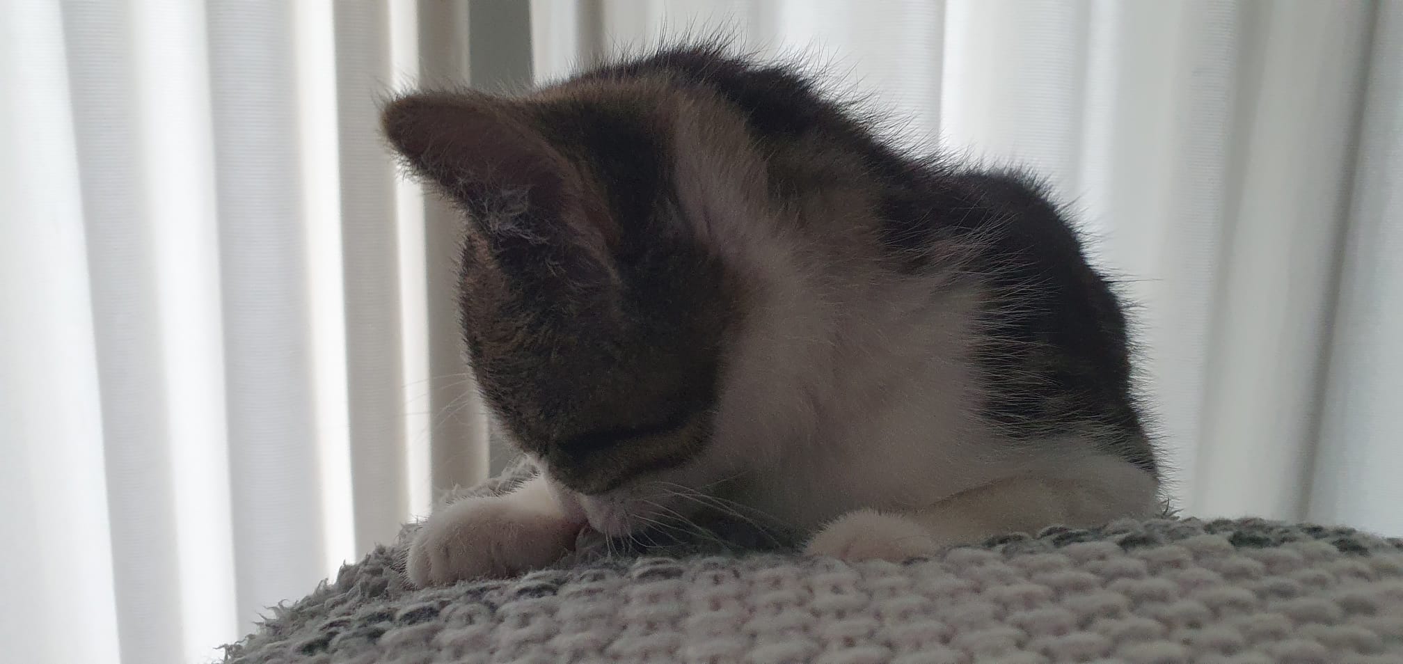 hummeltje-brenda-op-gezicht-slapen-kattenvoorlichting (1)