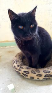 poekie-senior-17-jaar-stichting-knarrekat-kattenherplaatsing-kater