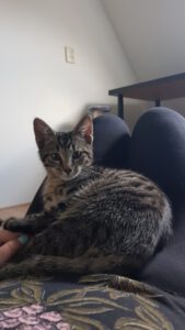 prachtige-kitten-enix-dronten-kattenherplaatsing-kittenadoptie (4)