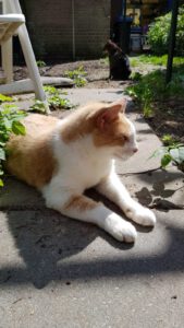 boris-stichting-knarrekat-arnhem-kattenherplaatsing (1)