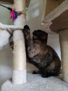 inzamelingsactie-tina-kattenherplaatsing-potje-noodkatten (1)