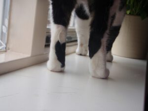 kattenvoorlichting-kattenherplaatsing-kat-anoniem