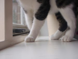 kattenvoorlichting-kattenherplaatsing-kat-anoniem