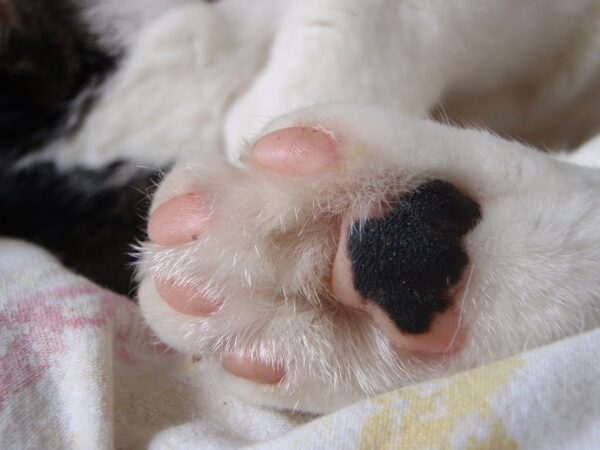 kattenvoorlichting-kattenherplaatsing-kat-anoniem-dierenarts