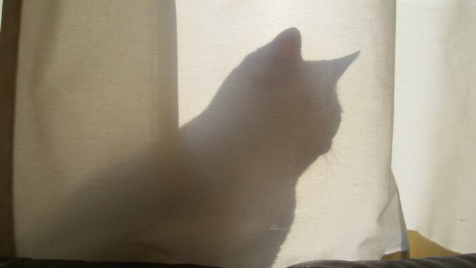 kattenvoorlichting-kattenherplaatsing-kat-anoniem-anoniempje-heeft-een-thuis