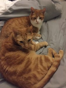 paka-sylvester-utrecht-kattenherplaatsing-senioren-stel-samen (1)