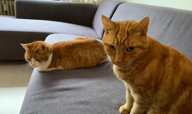 paka-sylvester-utrecht-kattenherplaatsing-senioren-stel-samen (2)