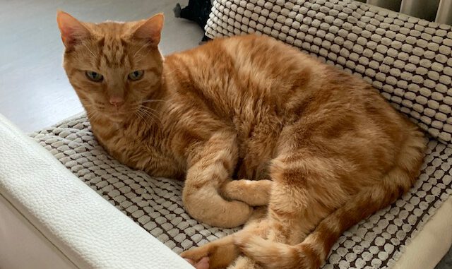 paka-utrecht-kattenherplaatsing-senioren-stel-samen