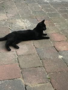 siepie-jonge-poes-amersfoort-kattenherplaatsing