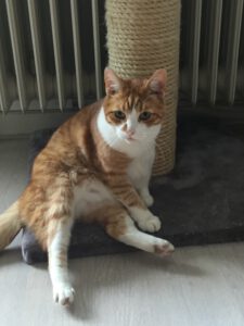 sylvester-utrecht-kattenherplaatsing-senioren-stel-samen (2)