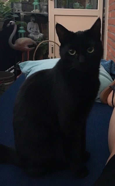 poes-toet-oud-beijerland