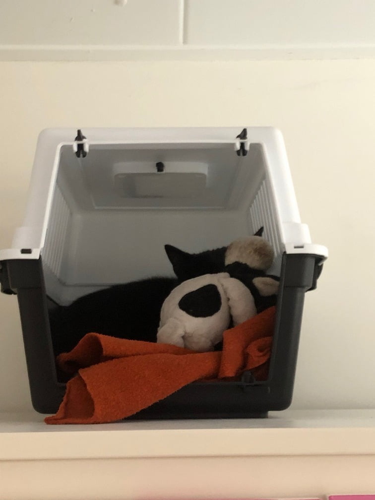 wennen-adoptiekat-herplaatsing-kattenvoorlichting-adoptie-kat (2)