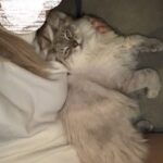 benny-met-vrouwtje-kattenherplaatsing