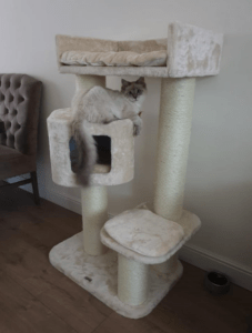 benny-ragdoll-krabpaal-raskattenherplaatsing