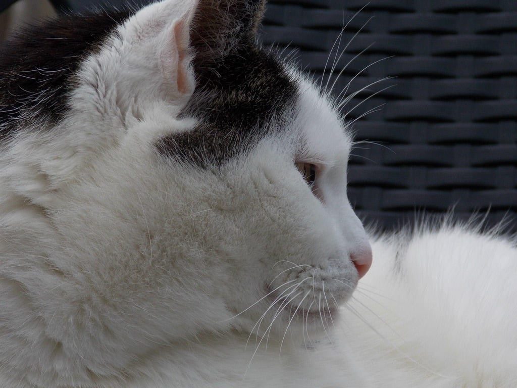 kattenvoorlichting-fotos-poezen-marieke-chloe-thomas-tonick