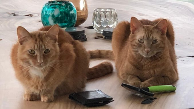 links-tommie-en-mojo-rotterdam-kattenherplaatsing