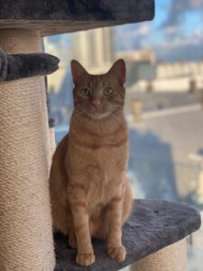 mojo-jonge-kater-kattenherplaatsing-rotterdam