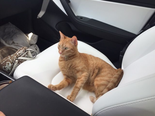 mojo-jonge-kater-kattenherplaatsing-rotterdam