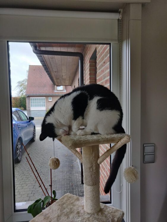 pepsi-inga-kop-slapen-kattenvoorlichting