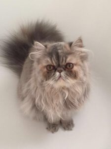 pers-shakira-stamboom-raskattenherplaatsing (1)