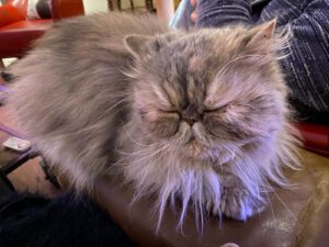 pers-shakira-stamboom-raskattenherplaatsing