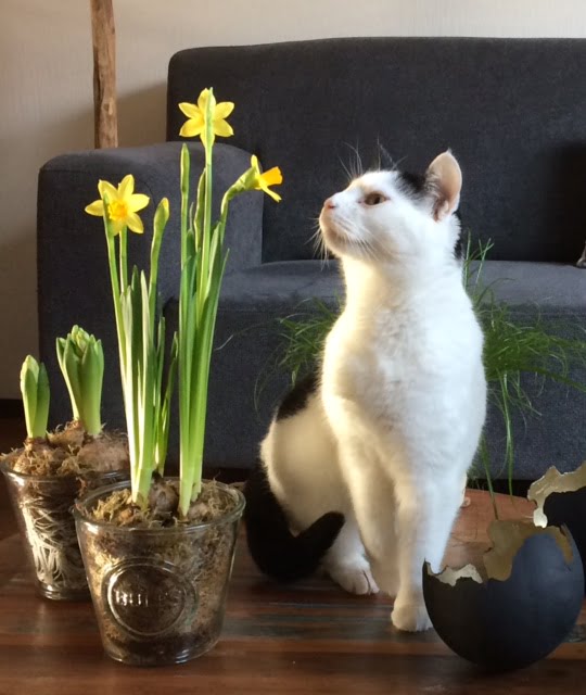 bayley-nieuwe-thuis-kattenherplaatsing